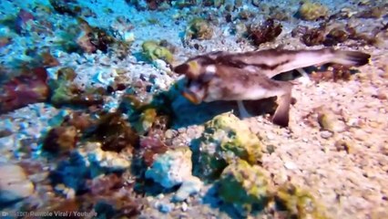 15 Most Dangerous Fish In The World #2