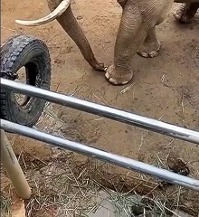 Elephant returns child's shoe with trunk at Chinese zoo