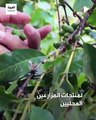 جاء_وقتها حملة حكومية لدعم إنتاج الفواكه الموسمية والمنتجات الزراعية المحلية في السعودية
