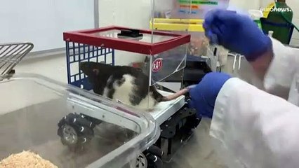 شاهد: علماء أمريكيون يدربون الفئران على قيادة سيارات صغيرة لحل مشكلات ذهنية لدى البشر