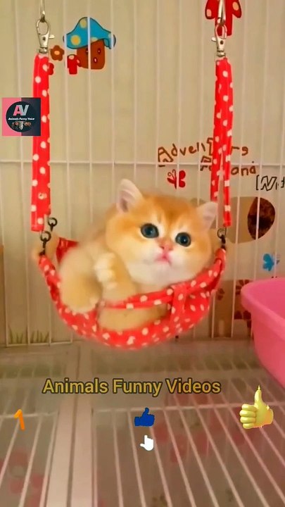 Amazing Baby Cat  Videos _ Cute Animals Video _ Little Cat Swinging On The Swing #shorts #animals