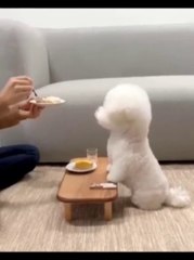 cute animals funny video kitten funny video, dog funny video, follow me for more interesting video