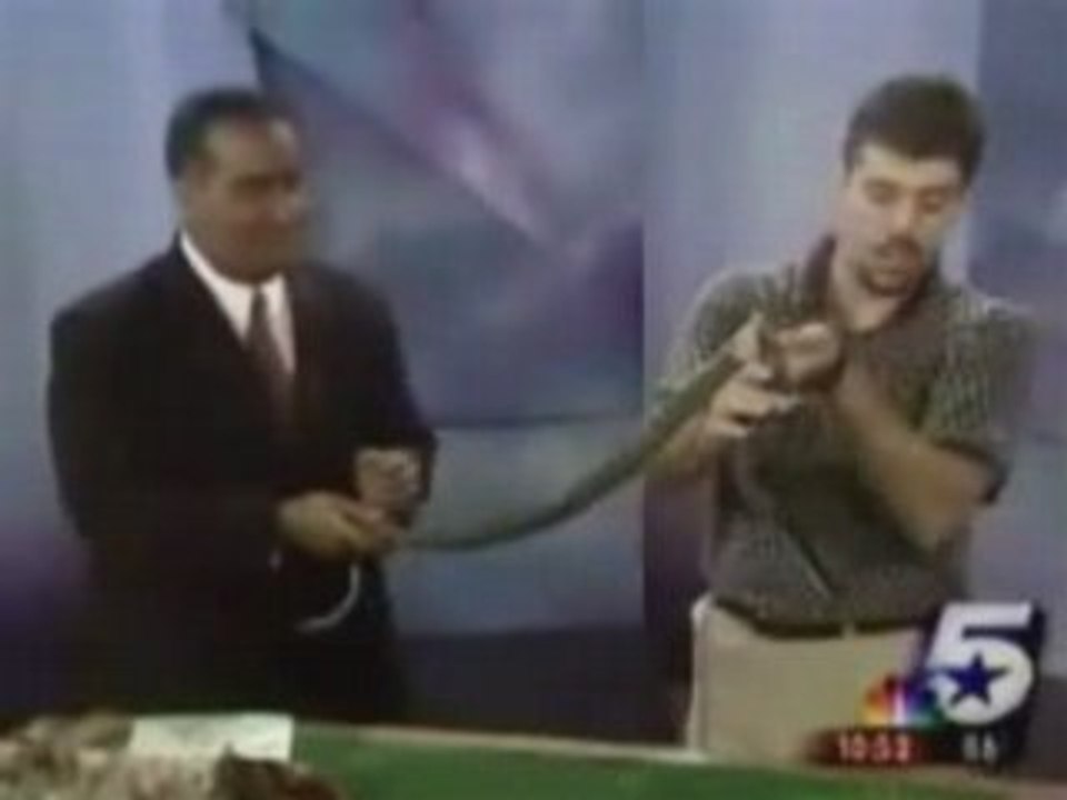 Newscaster Freaks Out Over Lizard
