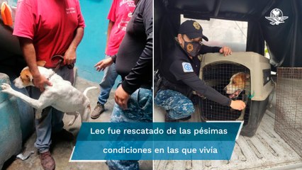 Rescatan a Leo, perrito que vivía amarrado en una azotea en la CDMX