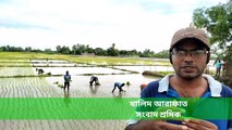 Life Living Nature | Paddy Plantation In Dinajpur| দিনাজপুরে আমন ধান রোপন  #dinajpurvideo2022 #vagabonddiary #plantation #paddy #rice