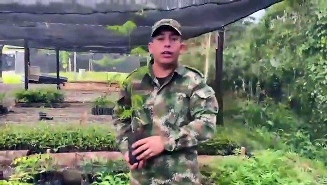Ejército Nacional siembra más de cincuenta mil árboles en Urabá