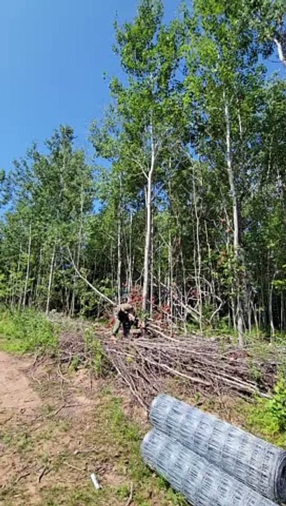 Tree Felling Threatens Trailer