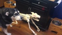 Dog Adorably Howls Along With Halloween Themed Skeleton Dog
