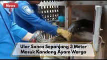 Ular Sanca Dievakuasi Tim Rescue Damkar Kota Pekanbaru Usai Mangsa Ternak Warga !!