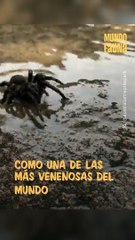¿Araña de tela de embudo? Conoce a una de las especies más peligrosas del planeta