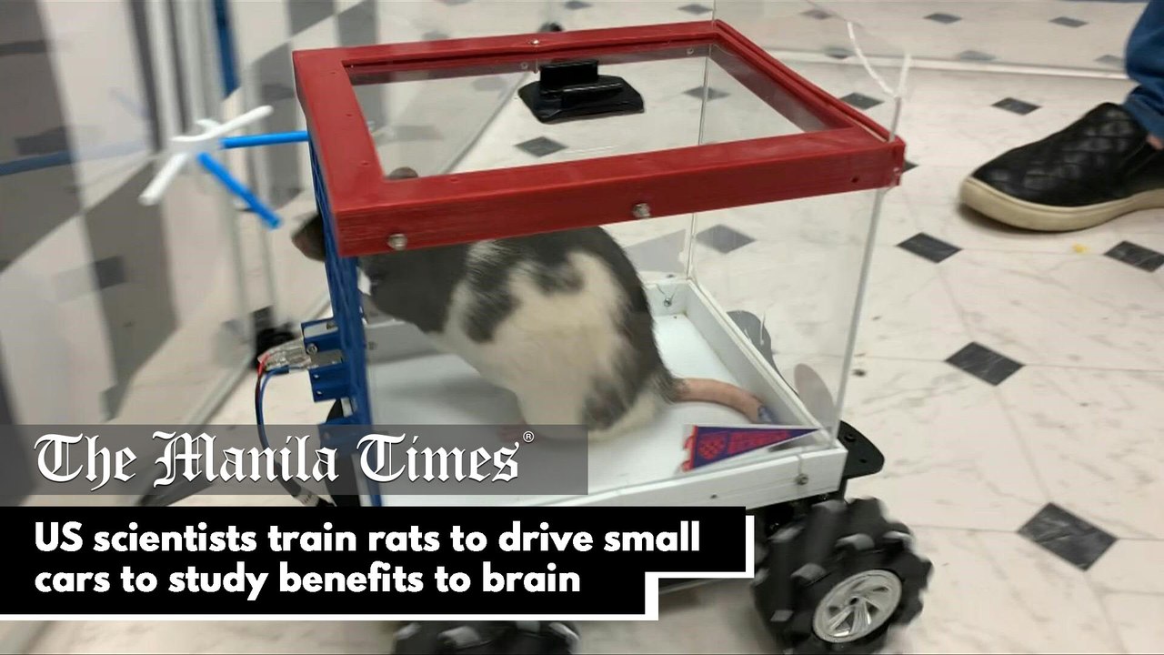 US scientists train rats to drive small cars to study benefits to brain