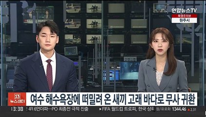 여수 해수욕장에 떠밀려 온 새끼 고래 바다로 무사 귀환