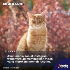 Marahi Kucingnya yang Berantem, Tingkah Bocil Ini Undang Tawa Warganet