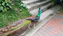Peacock Shows Plumage While Person Whistles