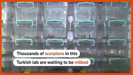 Türkiye'de tek! Şanlıurfa'da akrep çiftliği