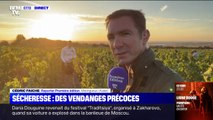 Vendanges précoces dans les vignobles d alsace