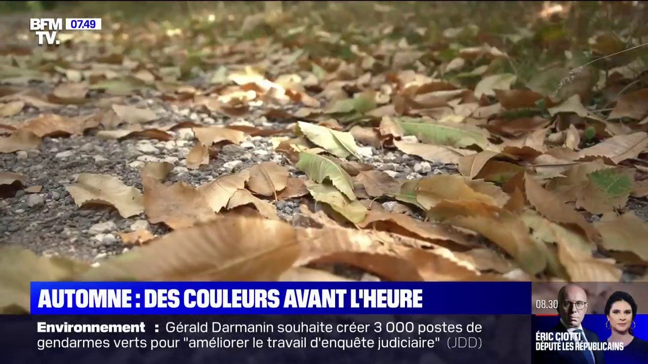 Pourquoi les arbres arborent-ils des couleurs automnales plus tôt cette année ?