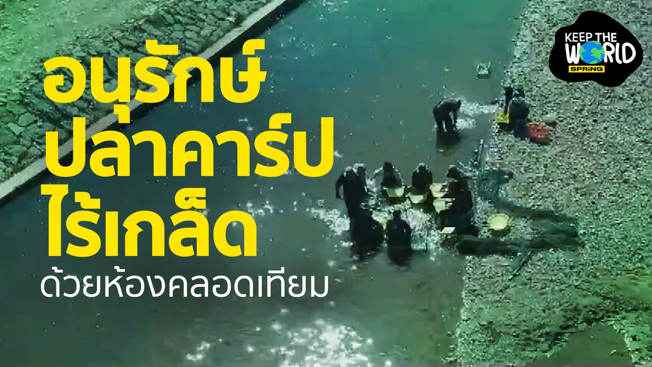 ส่องวิธีอนุรักษ์ปลาคาร์ปไร้เกล็ดใกล้สูญพันธุ์ l KEEP THE WORLD