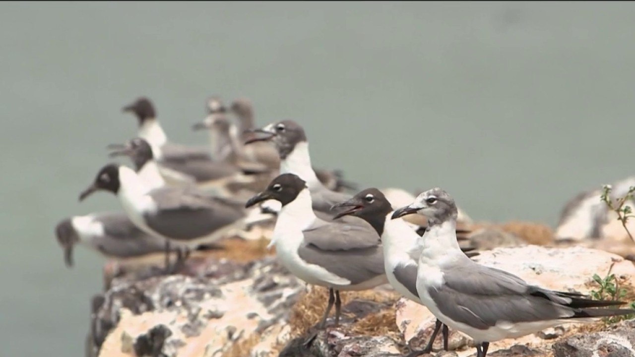 Fenêtre sur l'Outre-Mer - La protection de la faune et de la flore sur l’Île du Grand Connétable