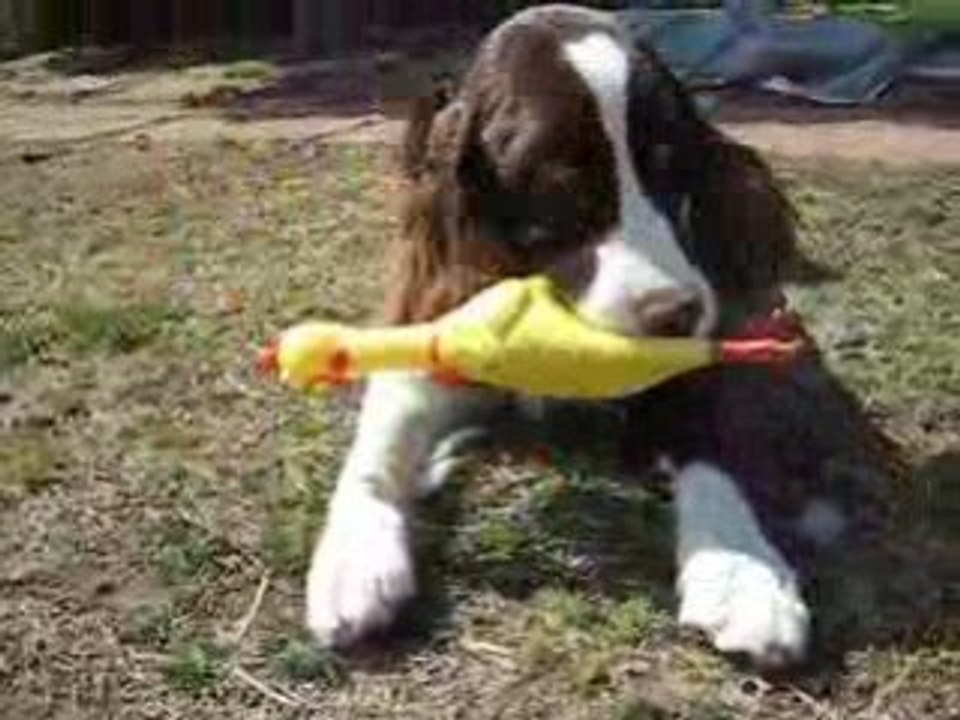 English springer spaniel