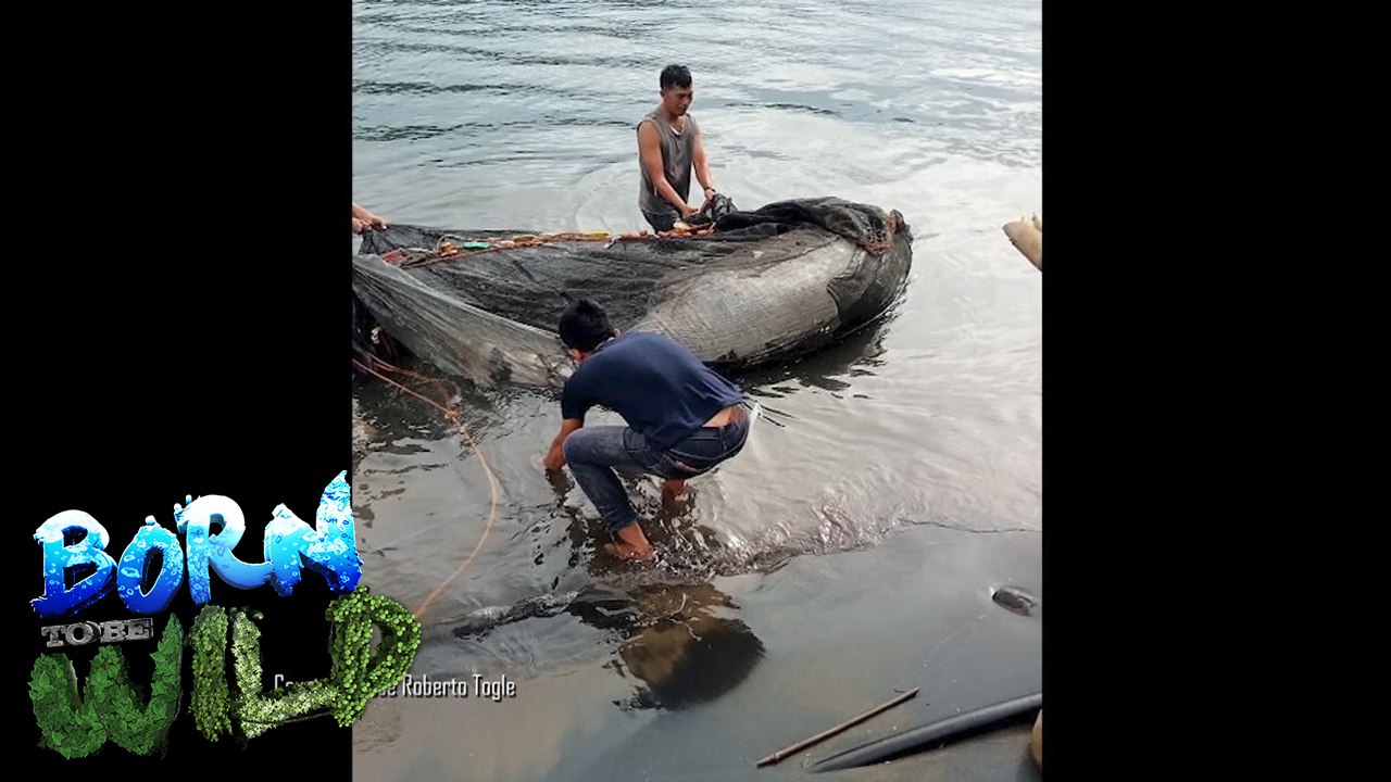 Wild News: Dugong found dead in Negros Occidental | Born to be Wild