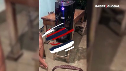 Sahibinin sesini beğenmeyen köpek kulaklarını kapadı