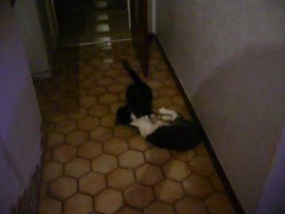 Bagarre de chats^^