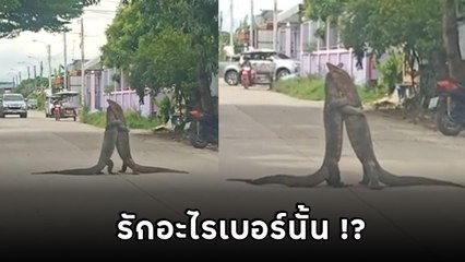 โนสนโนแคร์ ! ตัวเห้กอดรัดฟัดกันกลางถนน ม่องผ่าน ๆ คิดว่าพลอดรัก ที่แท้...