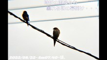 20220821-Am0740-頃、曇れるも時折の雨にツバメたちも朝の幕開け