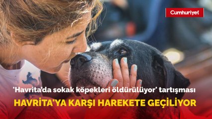 'Havrita’da işaretlenen sokak köpekleri öldürülüyor' tartışması İstanbul Barosu harekete geçiyor