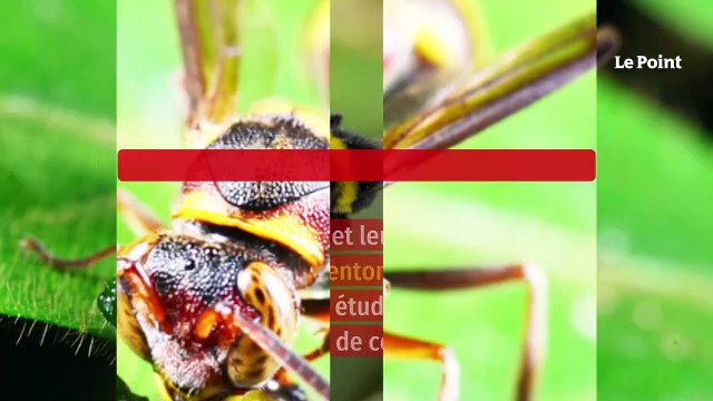 Découvrez l’échelle de douleur des piqûres d’insectes