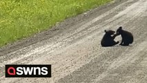 Adorable moment bear cubs spotted play fighting on road in Alaska
