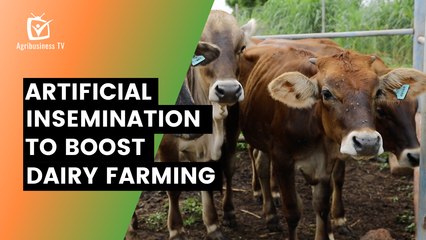 Burkina Faso: Artificial insemination to boost dairy farming