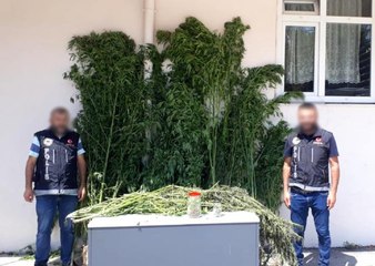 Son dakika haberi: Serada kenevir yetiştiren şahıslara operasyon