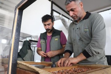 Ordu haberleri! TMO, ORDU'DA FINDIK ALIMINA BAŞLADI