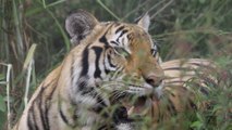 La nueva vida de once tigres abandonados por la covid en un zoo de Tailandia
