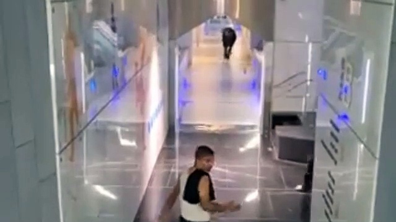 Israël : Découvrez les images insolites d'un taureau qui s'échappe de son enclos avant de foncer ... sur une banque et de provoquer la panique des employés et des clients
