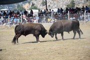 Antalya'da boğa güreşlerinde heyecanlı anlar! Hayvanlar seyircilerin arasına daldı