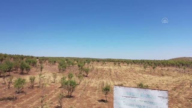 Diyarbakır gündem haberleri | DİYARBAKIR - Bal ormanlarıyla bitki örtüsü zenginleşen Karacadağ'da bin ton bal hasat edildi
