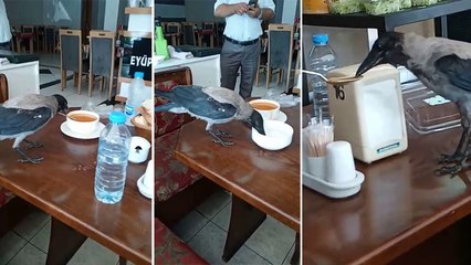 Acıkan karganın restoranda yemek yediği anlar sosyal medyada gündem oldu