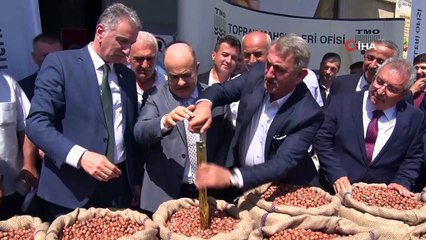 Sezonun ilk fındığı TMO tarafından alındı: İşte ilk fiyat