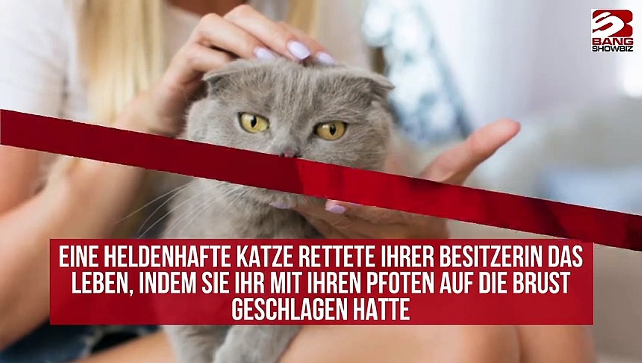 Katze rettet ihrer Besitzerin das Leben