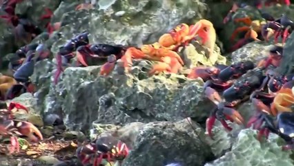 15 Strange Natural Phenomena That Happened On Earth (2)