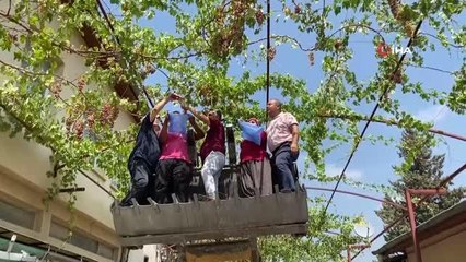 Başkan kepçe üstünde üzüm hasadı yaptı