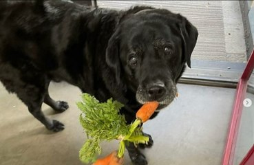 Laura Dern's 'miracle dog' has died