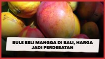 Bule Beli Mangga di Bali, Harga yang Dipatok Penjual Tuai Perdebatan Publik