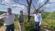 Aydın yerel: Hüseyin Yıldız'dan Aydın'daki Kestane Ağaçları İçin Tarım ve Orman Bakanlığı'na Çağrı: 