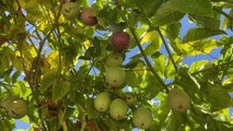 Antalya ekonomi haberleri: Alanya'da yetiştirilen tropikal meyve çarkıfelekte üretim alanı 50 dekarı geçti