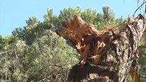 Cuatro heridos al desplomarse un pino sobre un chiringuito en Huelva
