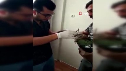 Avladığı yılanı yutamayıp fenalaşan kartal, tedavisinin ardından doğaya salındı